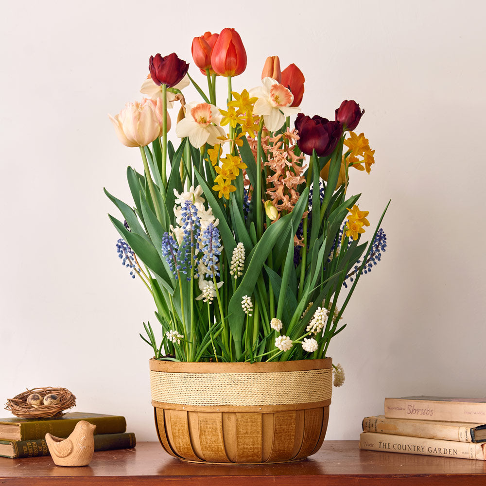Dash of Springtime Bulb Garden in large wooden basket