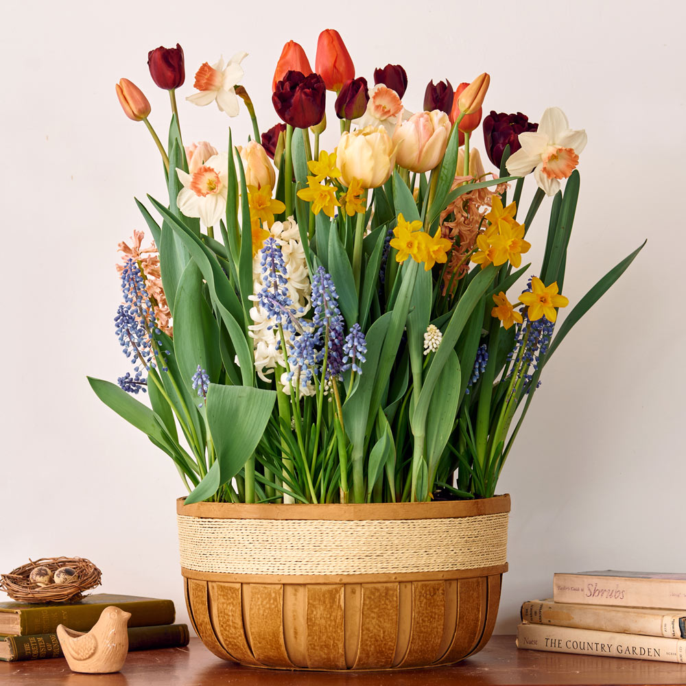 Dash of Springtime Bulb Garden in X-large wooden basket