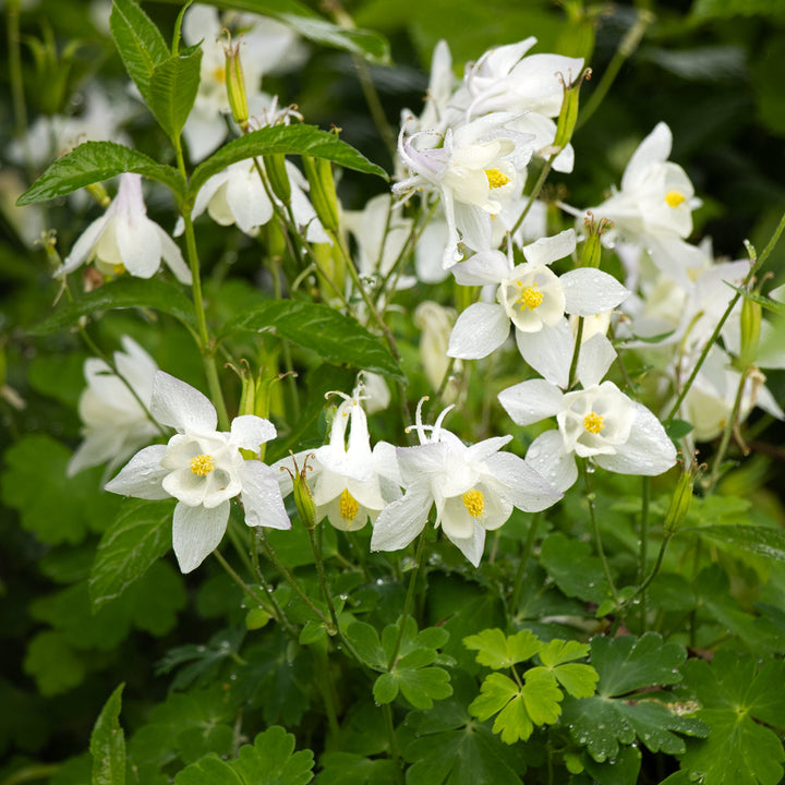 Aquilegia 'Dove'