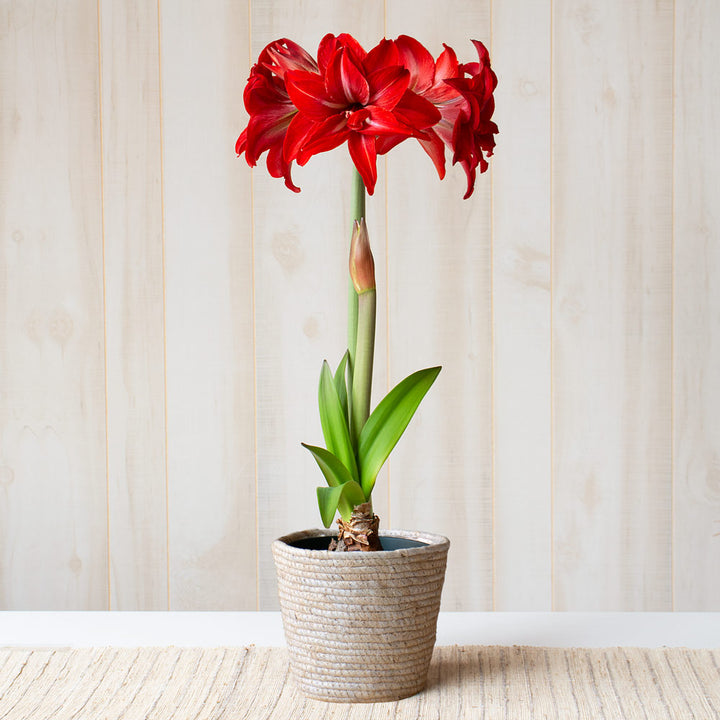Amaryllis 'Double Delicious,' one bulb in natural jute basket