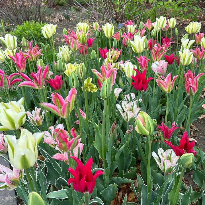 Spring Green Tulip Mix