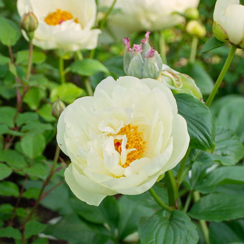Peony 'Lemon Chiffon'