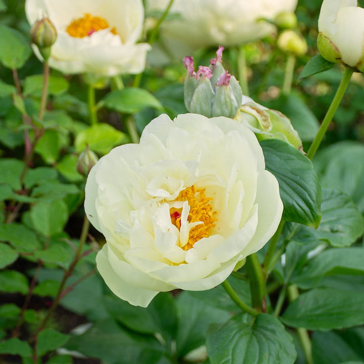 Peony 'Lemon Chiffon'
