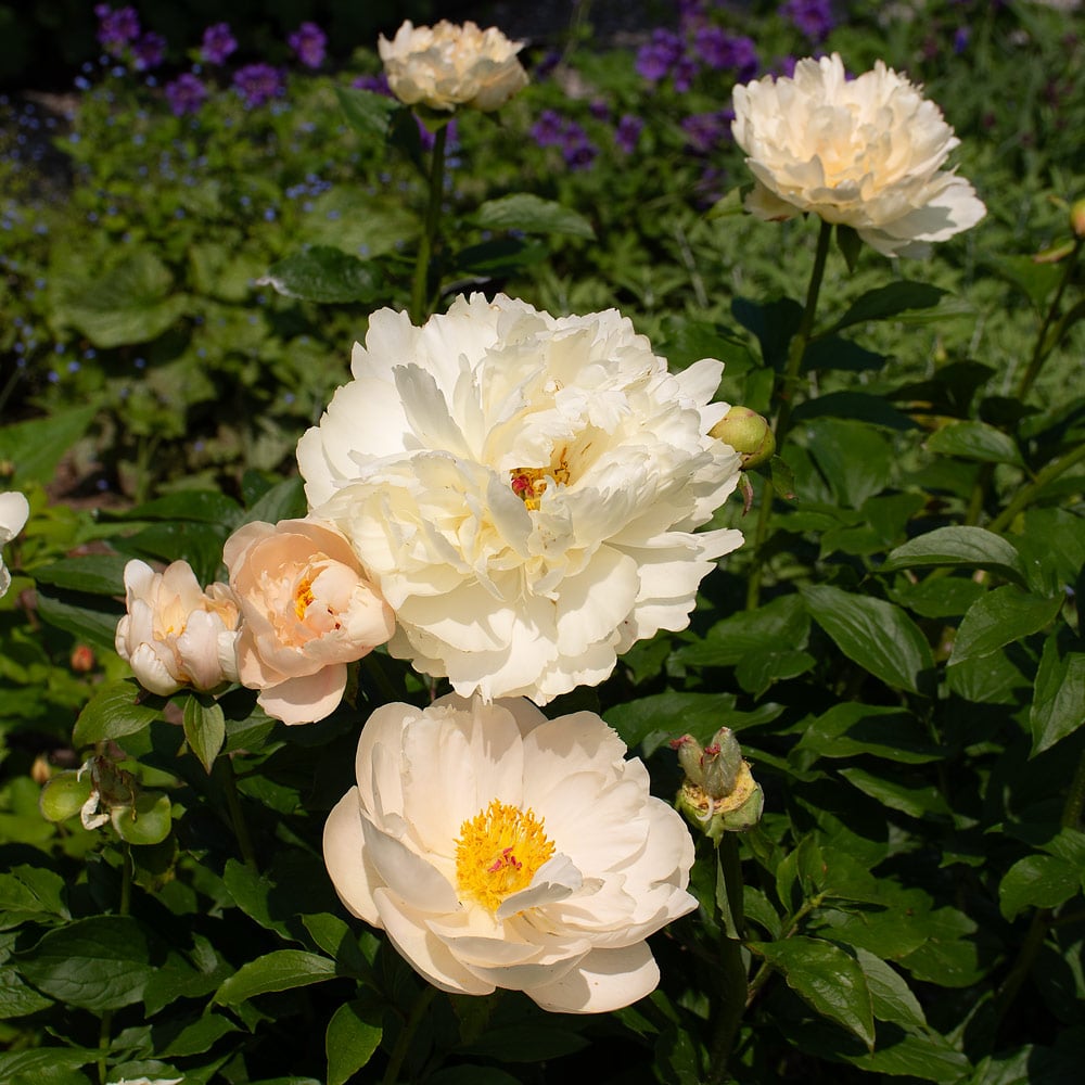 Peony 'Pastelegance'