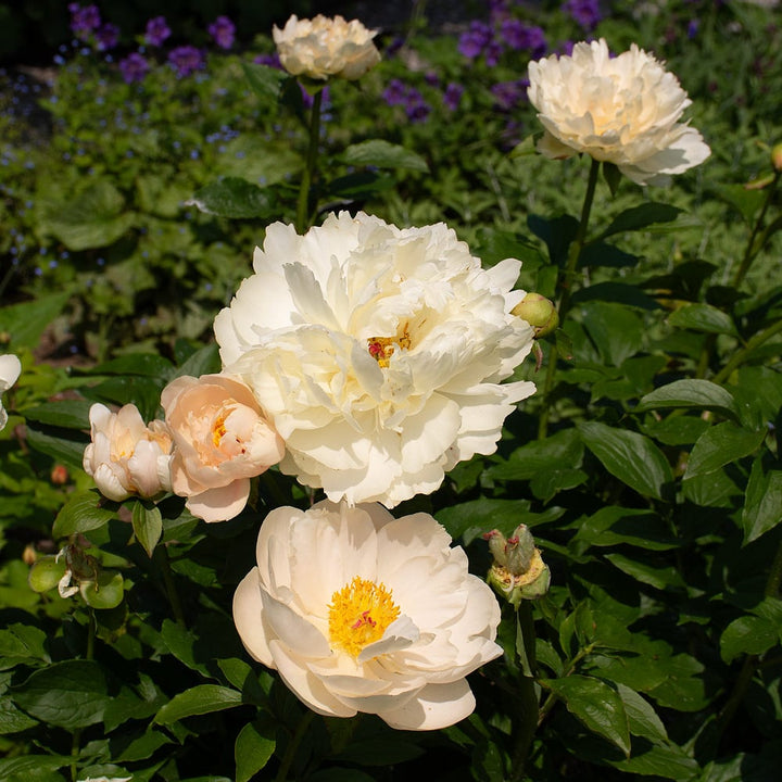 Peony 'Pastelegance'