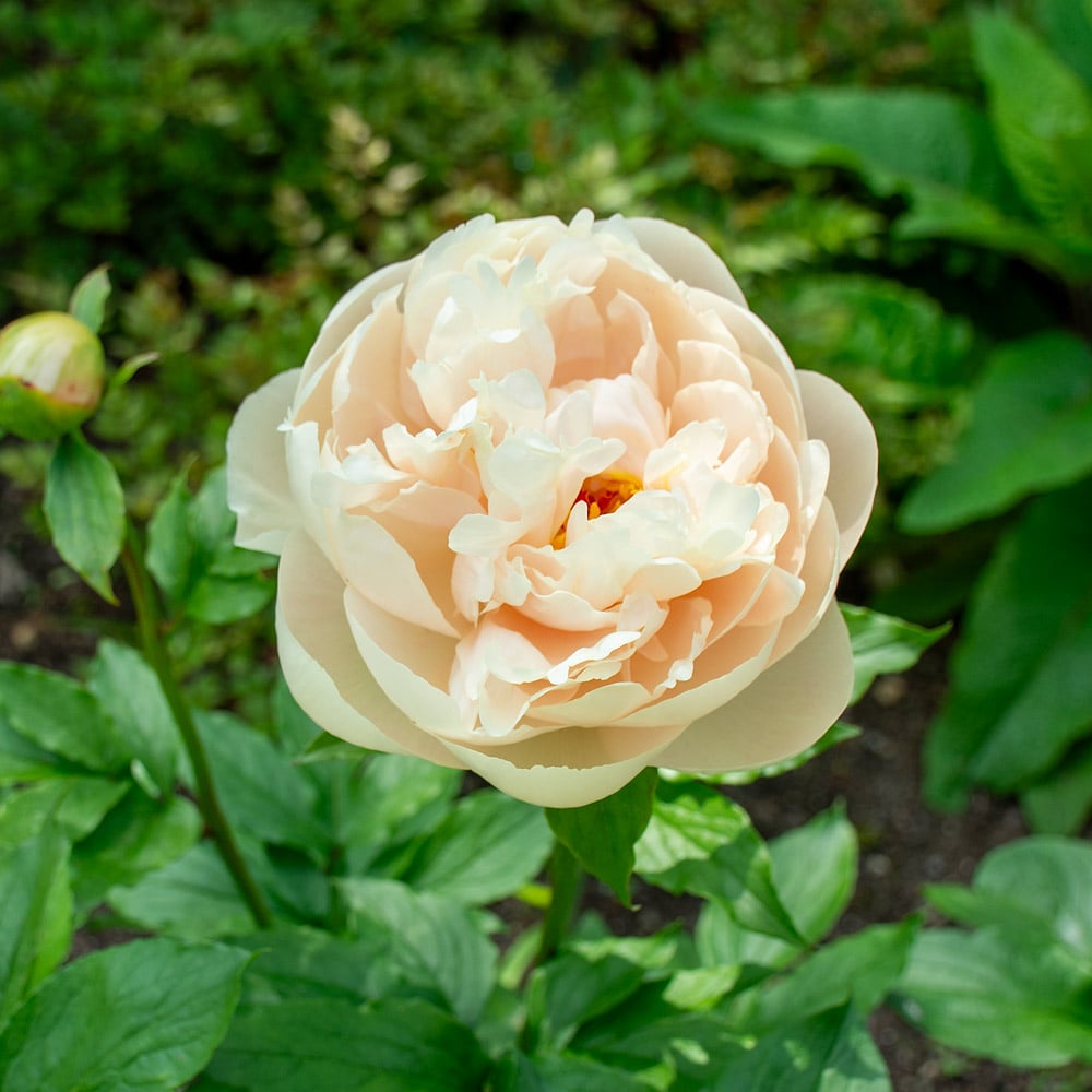 Peony 'Pastelegance'