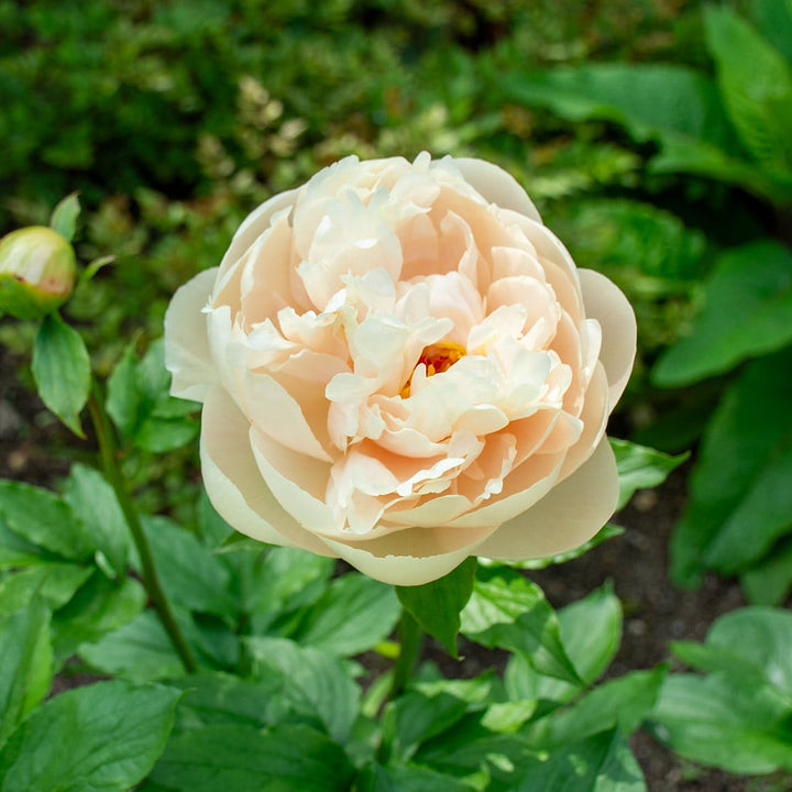 Peony 'Pastelegance'