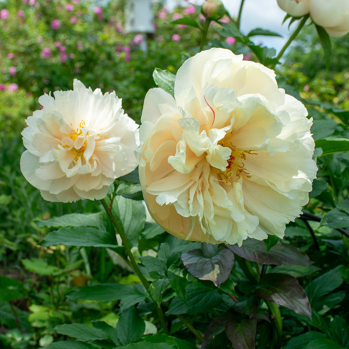 Peony 'Pastelegance'