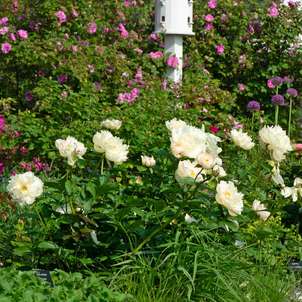 Peony 'Pastelegance'