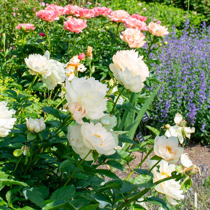 Peony 'Pastelegance'