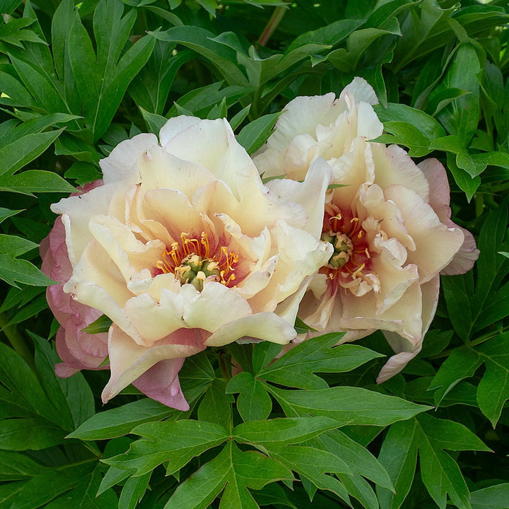 Itoh Peony 'Scrumdidleyumptious'