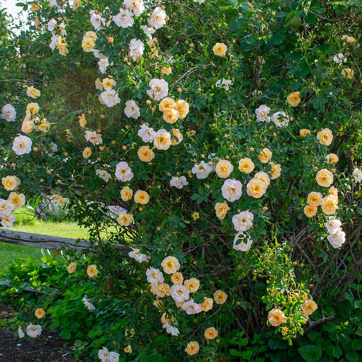Rose Above and Beyond™