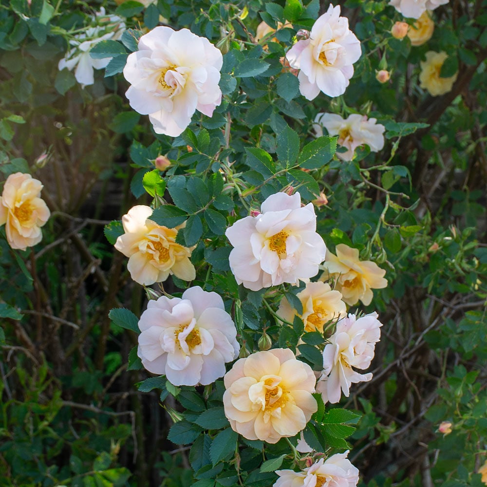 Rose Above and Beyond™
