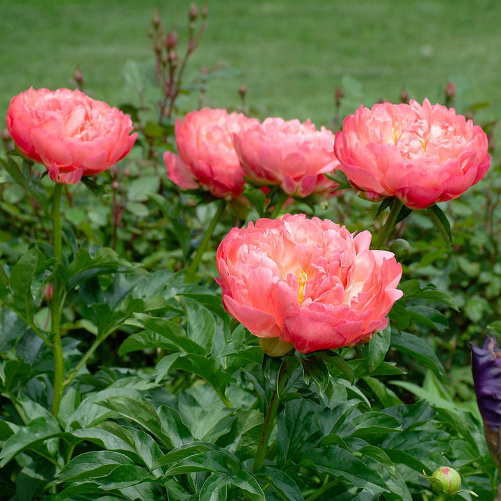 Peony 'Coral Sunset'