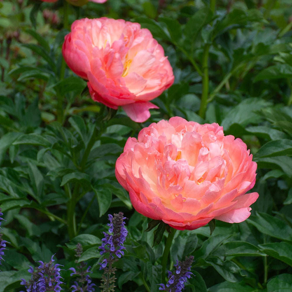 Peony 'Coral Sunset'