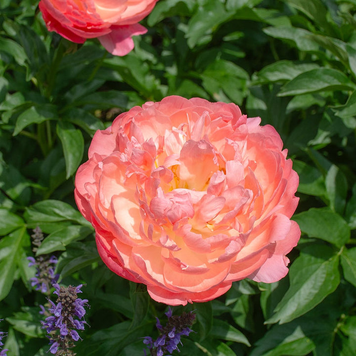 Peony 'Coral Sunset'