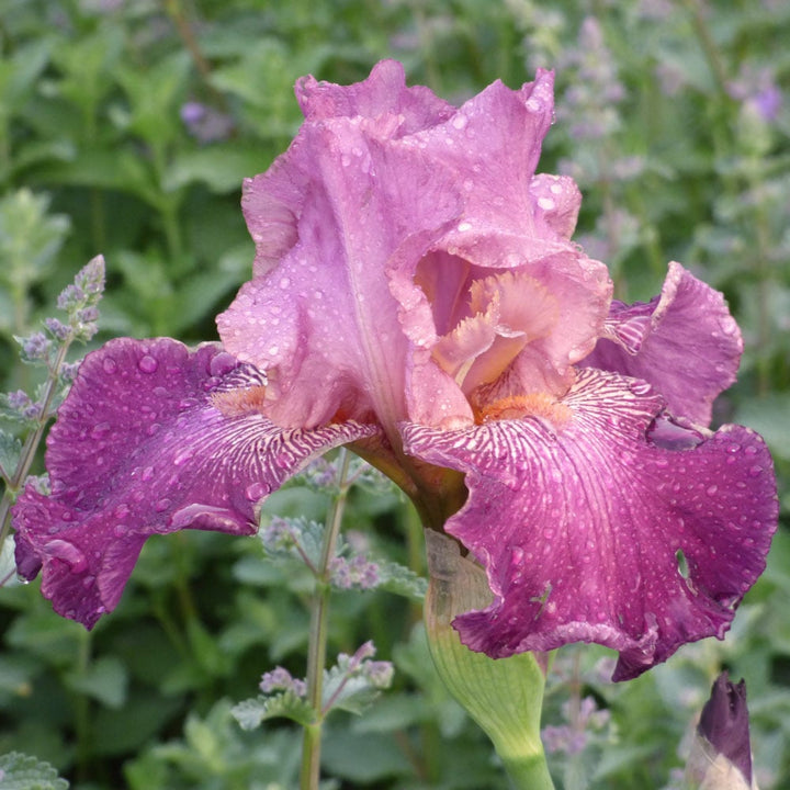 Iris germanica 'Autumn Rose'