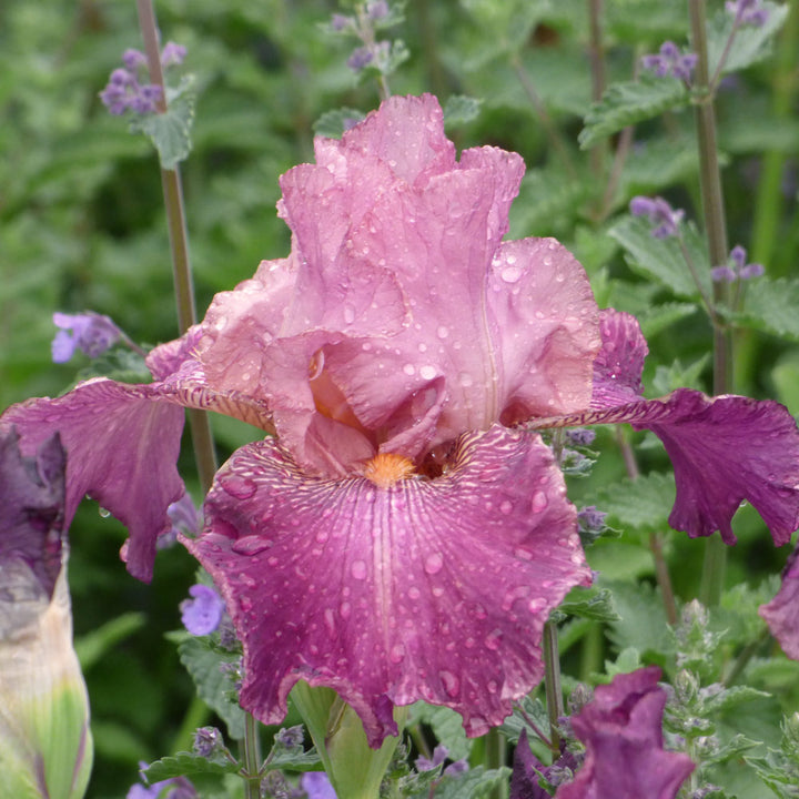 Iris germanica 'Autumn Rose'
