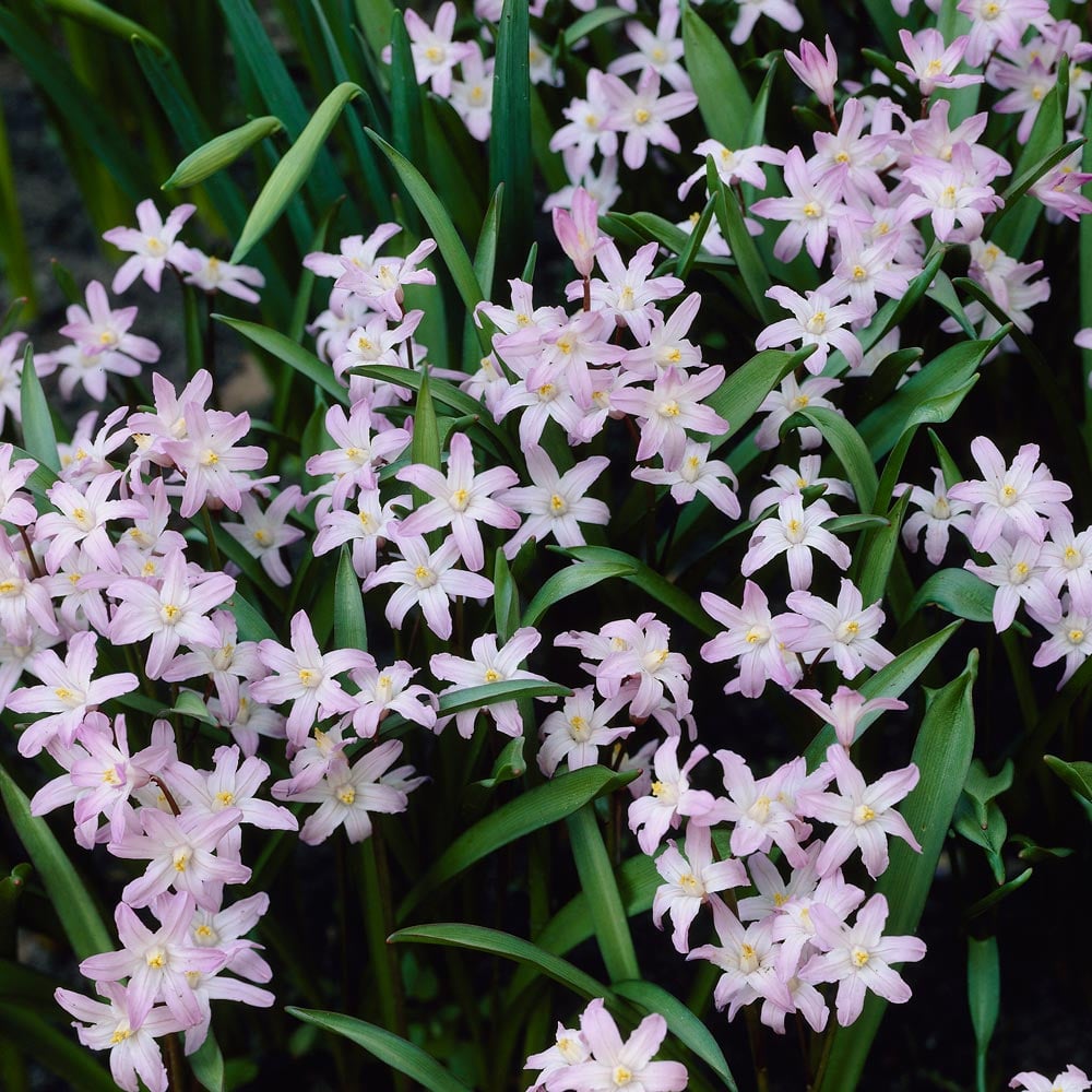 Chionodoxa forbesii 'Pink Giant'