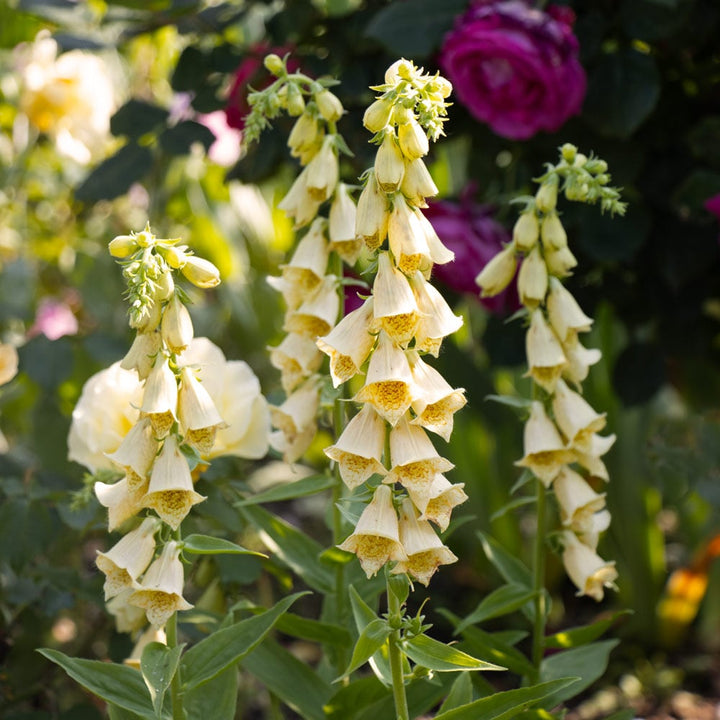 Digitalis grandiflora