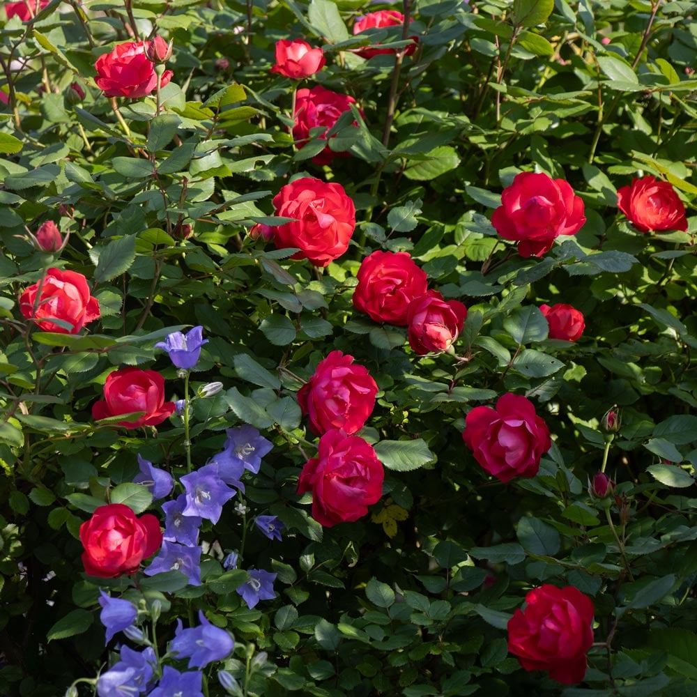 Rose Oso Easy Double Red®