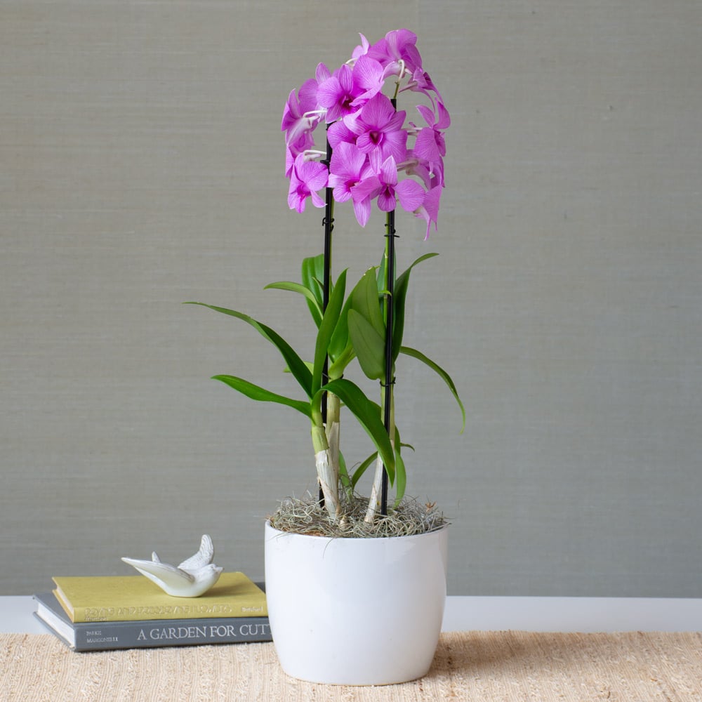 Lavender Dendrobium Orchids in white ceramic cachepot