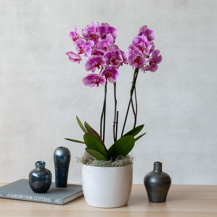 Harlequin Moth Orchids in white ceramic cachepot