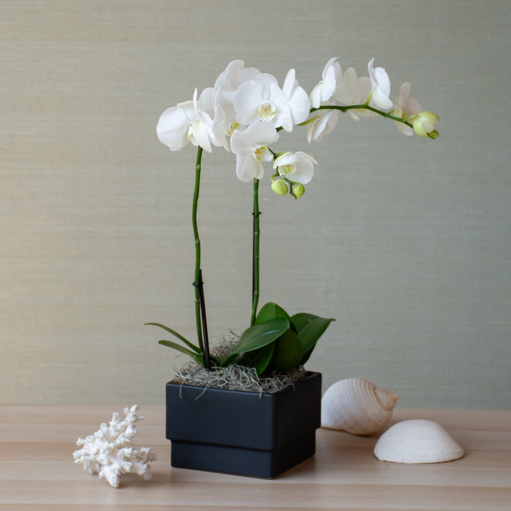 White Moth Orchid in black square cachepot