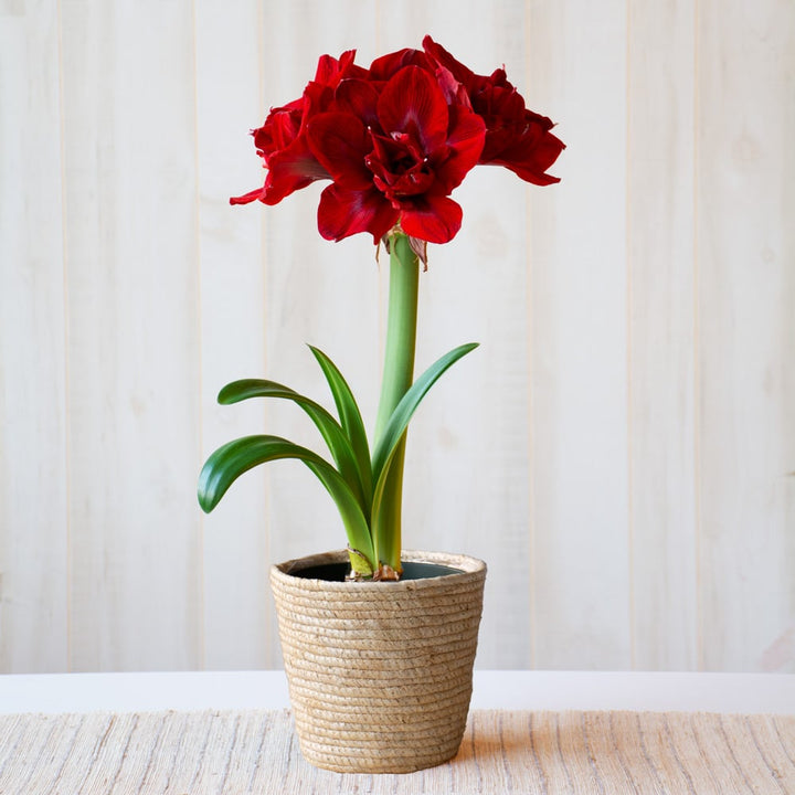 TEST Amaryllis 'Velvet Nymph,' one bulb in natural jute basket