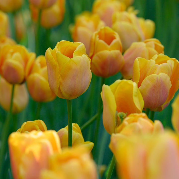 Tulip 'Bellville'