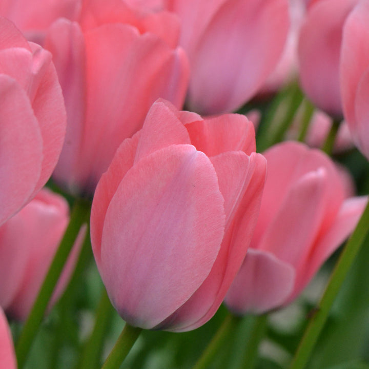 Tulip 'Bella Blush'