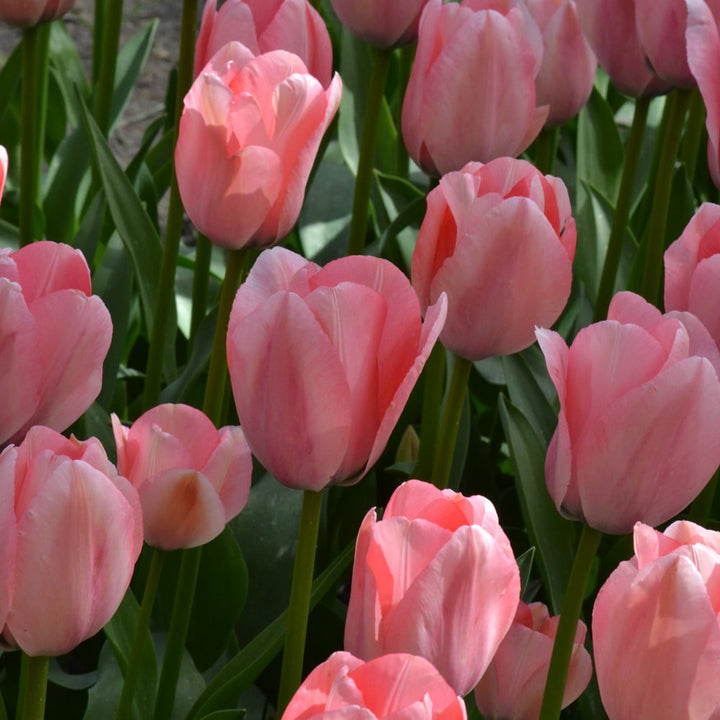 Tulip 'Bella Blush'
