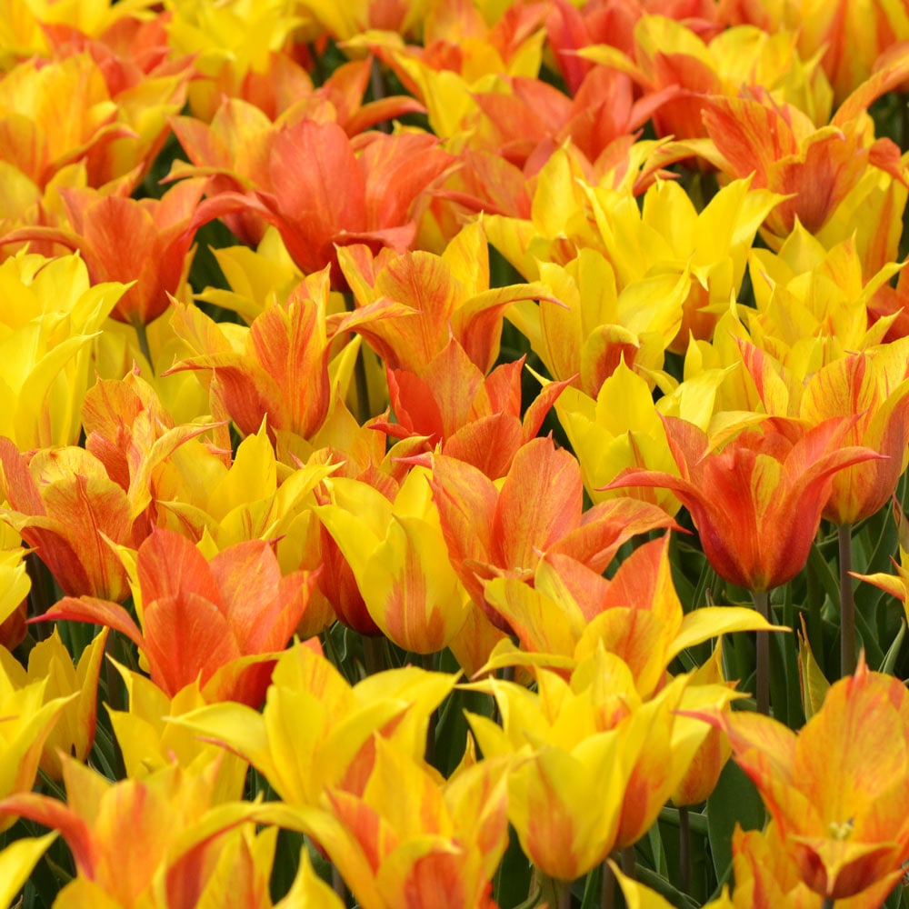 Tulip 'Vendee Globe'
