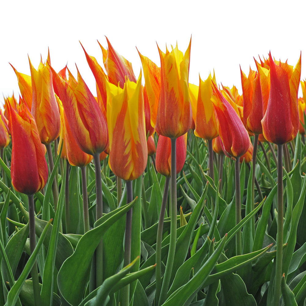 Tulip 'Vendee Globe'