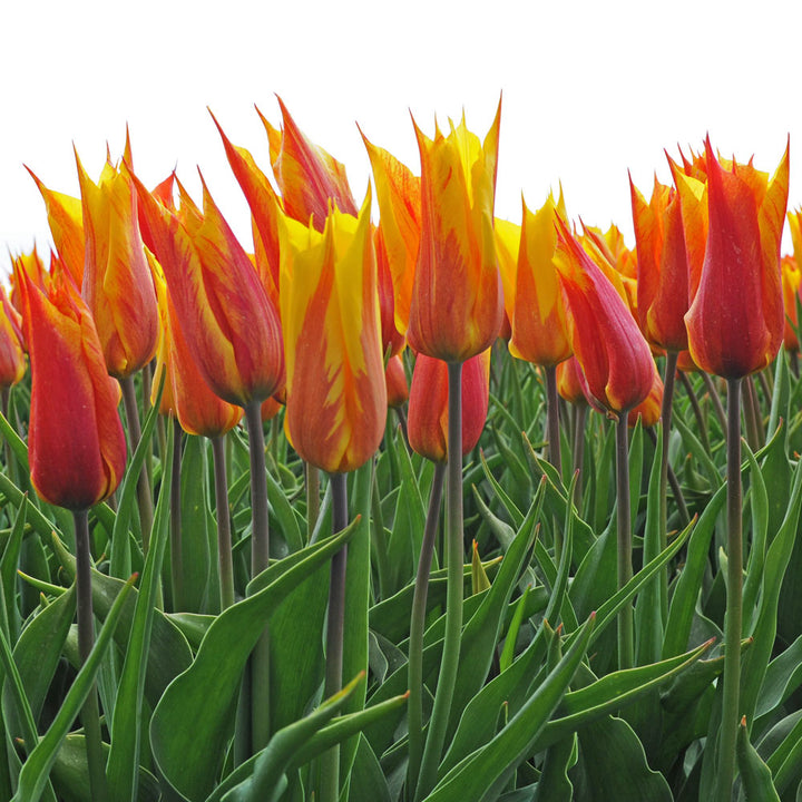 Tulip 'Vendee Globe'