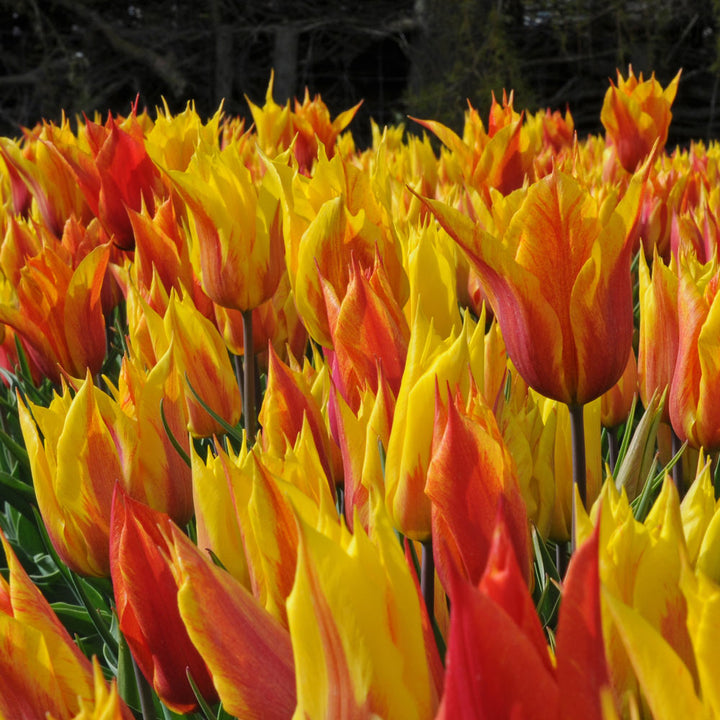 Tulip 'Vendee Globe'