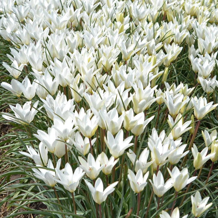 Tulip 'Sylvia'
