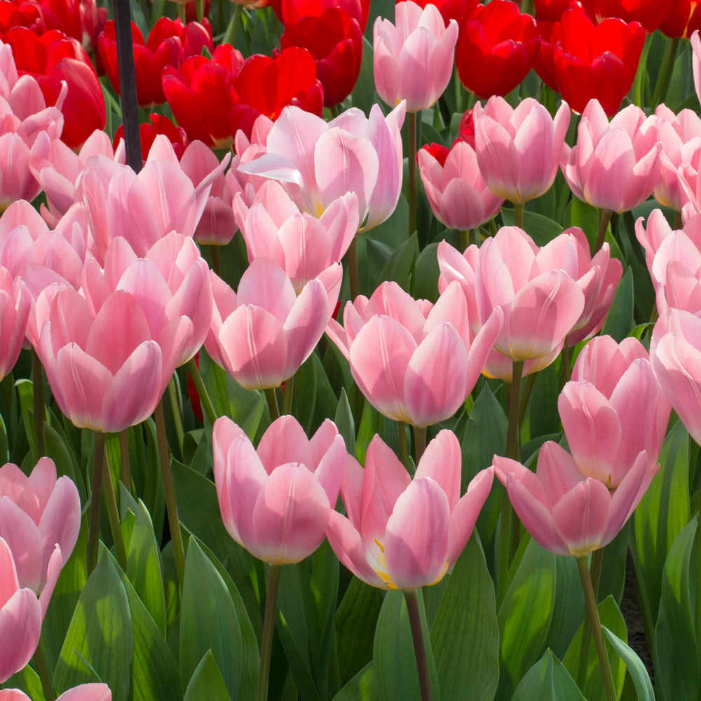Tulip 'Light and Dreamy'