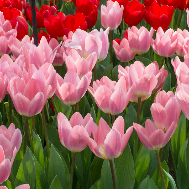 Tulip 'Light and Dreamy'