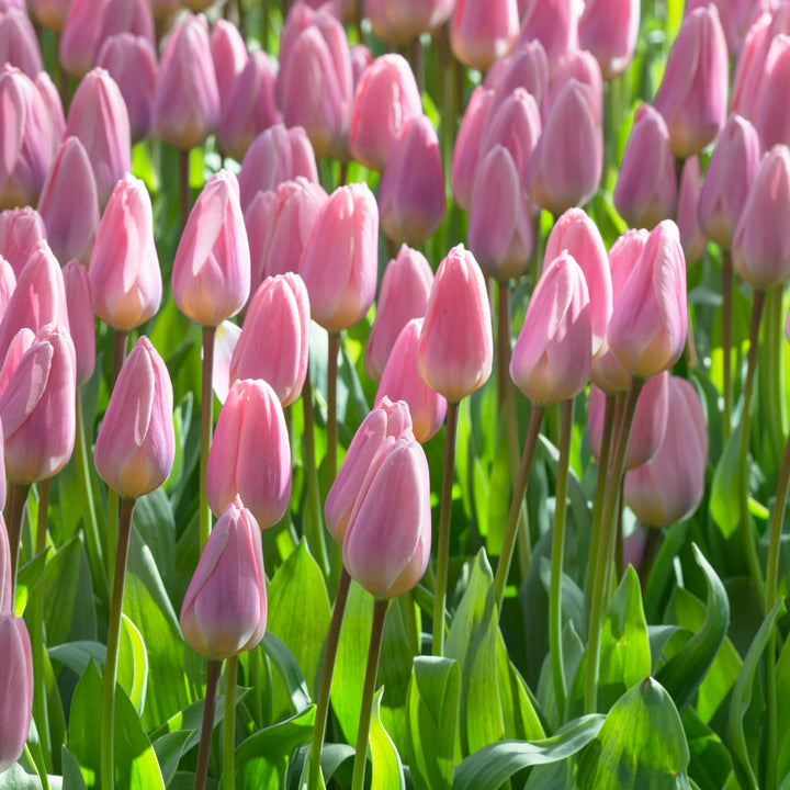 Tulip 'Light and Dreamy'