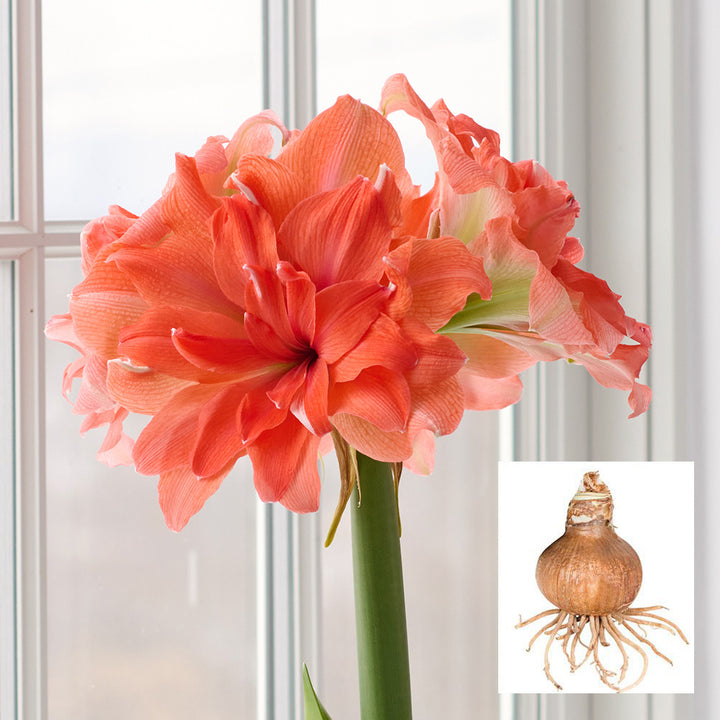 Amaryllis 'Coral Belle,' one bulb in linen bag
