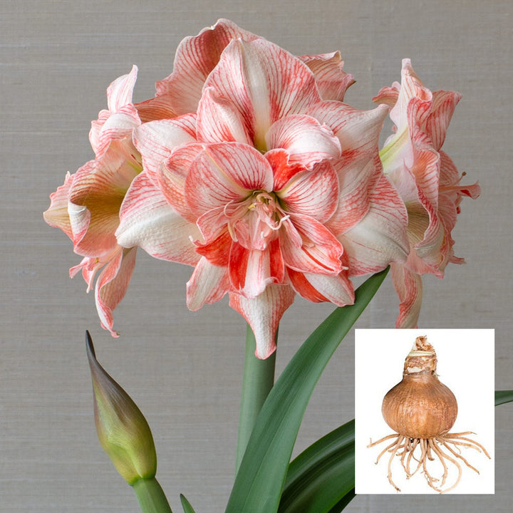 Amaryllis 'Lucky Nymph,' one bulb in linen bag