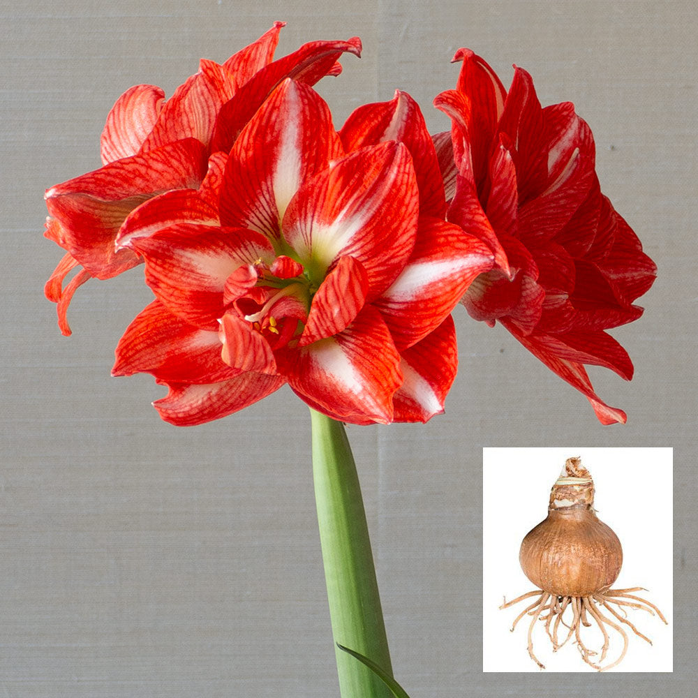 Amaryllis 'Tropical Nymph,' one bulb in linen bag