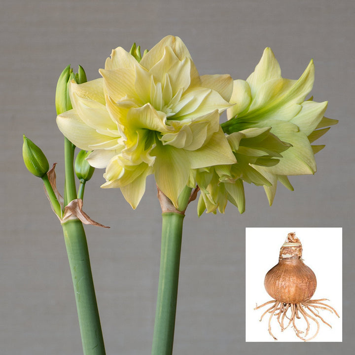 Amaryllis 'Yellow Crown,' one bulb in linen bag