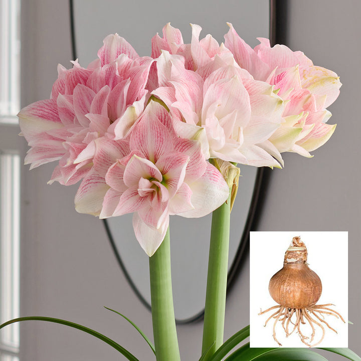 Amaryllis 'Candy Belle,' one bulb in linen bag