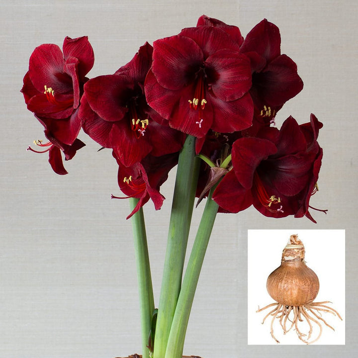 Amaryllis 'Mandela,' one bulb in linen bag