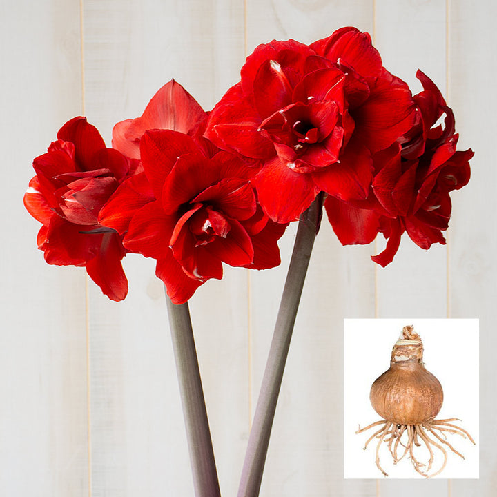 Amaryllis 'Double King,' one bulb in linen bag