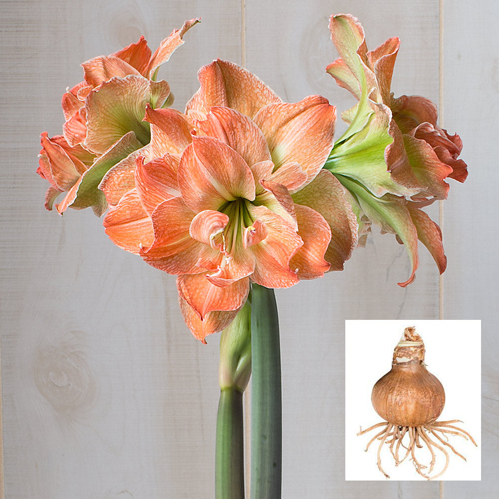 Amaryllis 'Exotic Nymph,' one bulb in linen bag