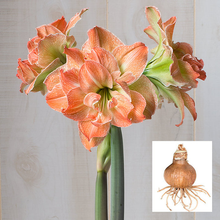Amaryllis 'Exotic Nymph,' one bulb in linen bag