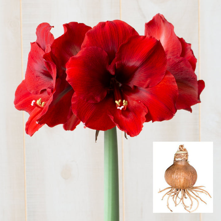 Amaryllis 'Ferrari,' one bulb in linen bag